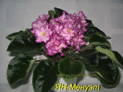 ЯН-Менуэт1.jpg