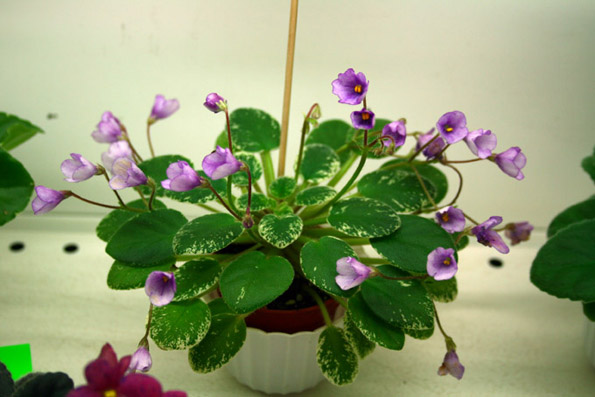 Sky Bells (Murphy) очаровательный колокольчик