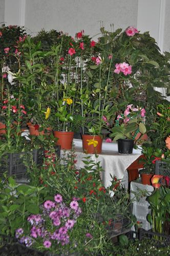 DSC_0254.JPG