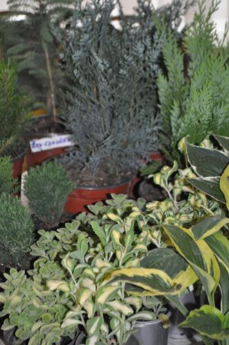 DSC_0274.JPG