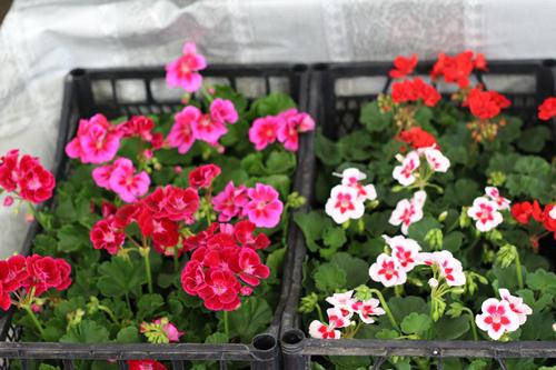 IMG_8600.JPG