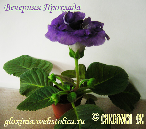 Вечерняя-Прохлада.jpg