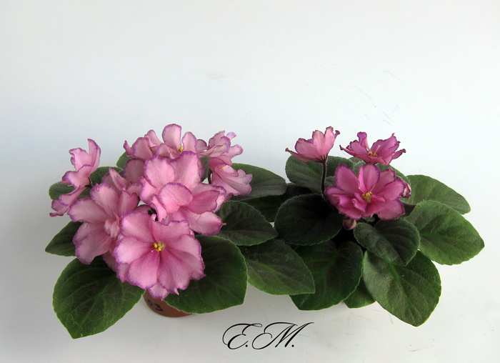 Rob's-Zipper-Zapper.jpg