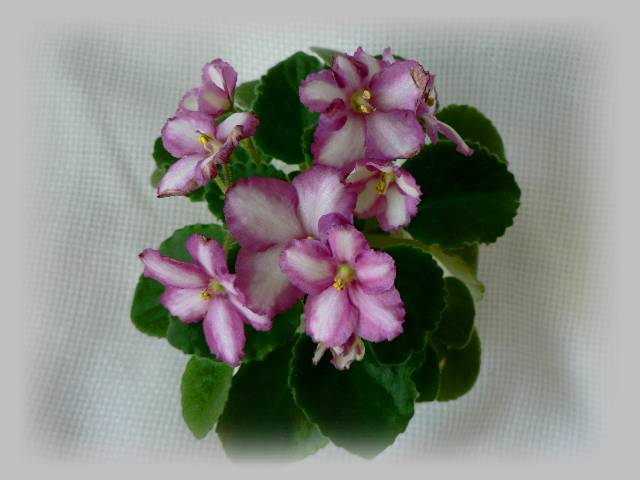 Optimara Little Oneida.jpg