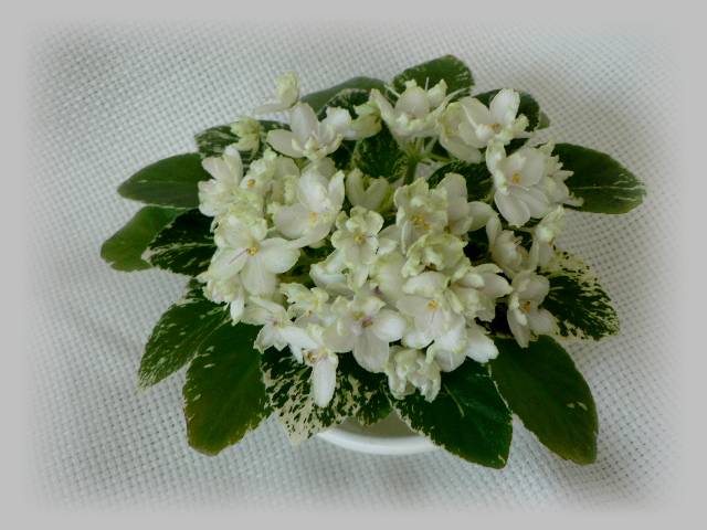 Morgan’s Miss Manner’s.jpg