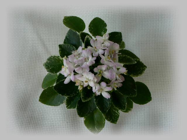 Shirl's Touch' o Pink.jpg