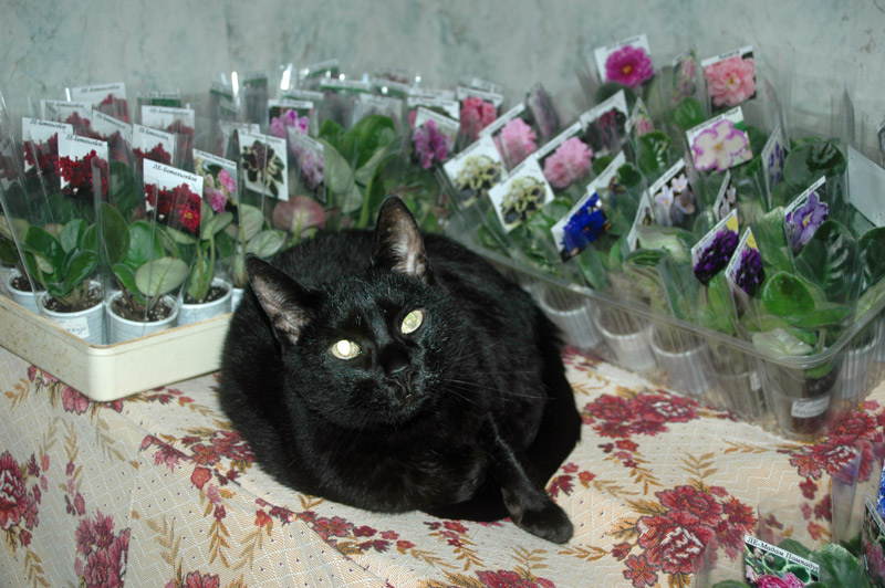 Помощник.jpg