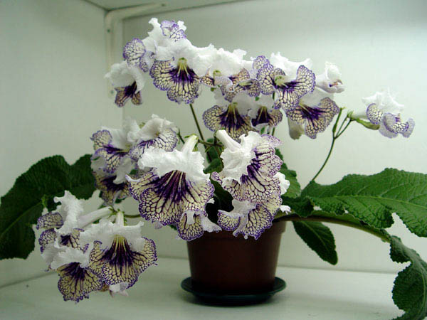 Ewa (Клещыньски).jpg