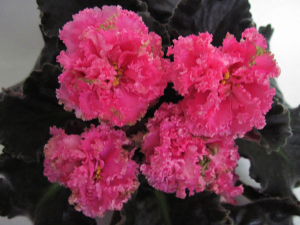 ЛЕ-Королева-Джиневра.jpg