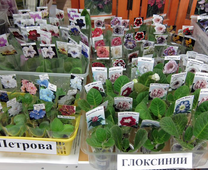 детки-глоксиний.jpg