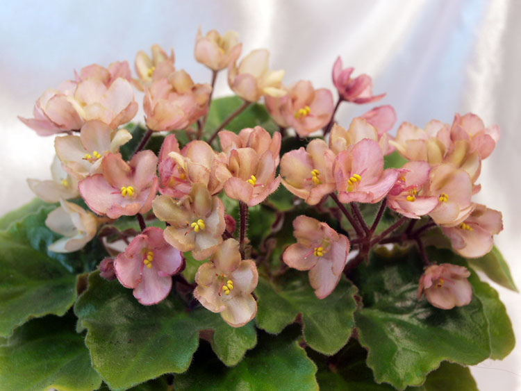 Emerald Pink.jpg