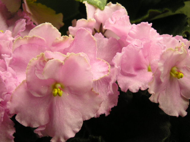 P1010037.JPG