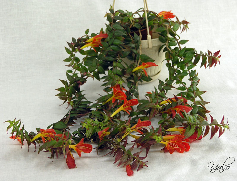 1 место – колумнея Early Bird (LLG), колл. М. Карпова (Московские коллекционеры)