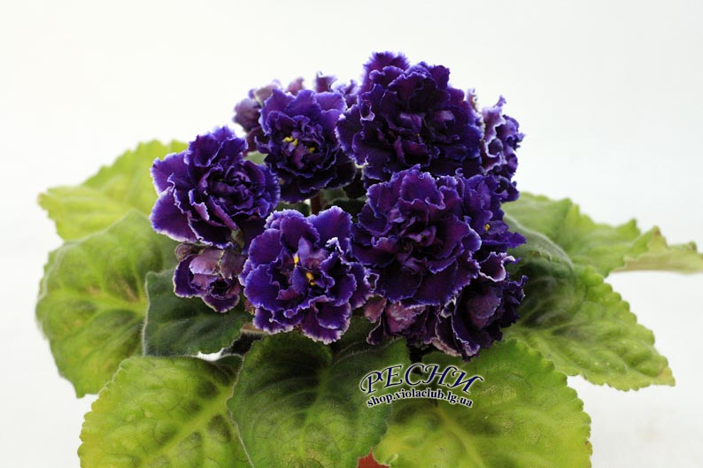 IMG_0327 копия.jpg