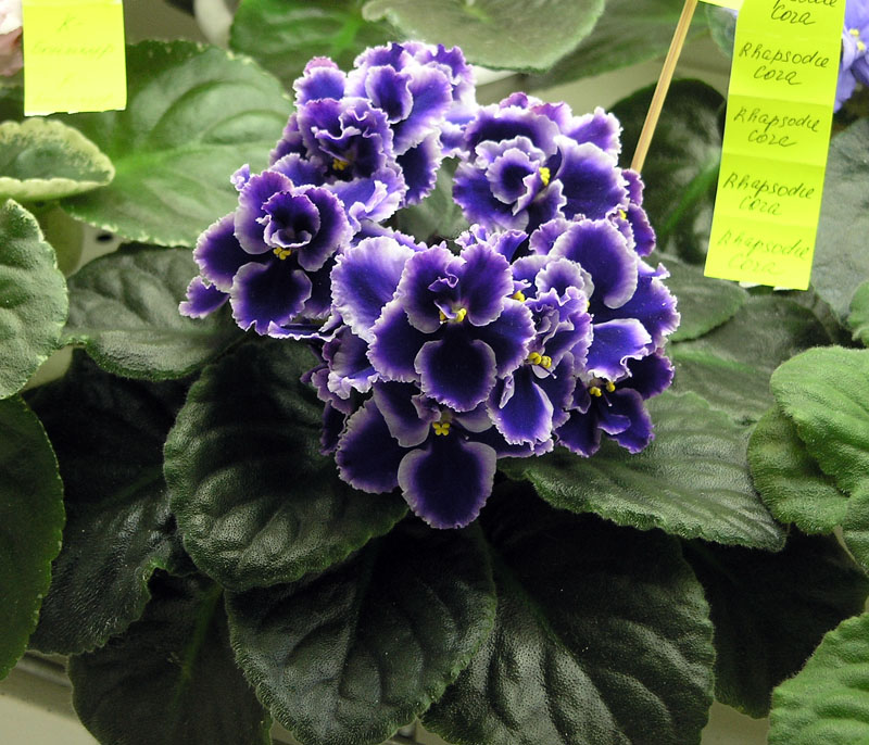 Rhapsodie Cora