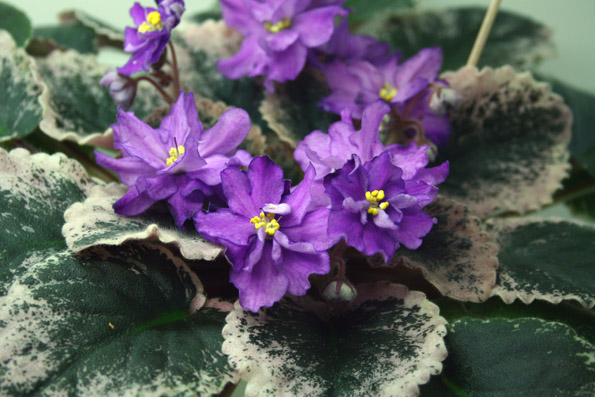 Buckeye Bouquet от Тамары Копейкиной