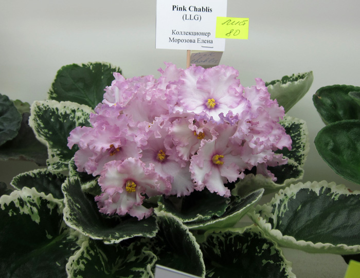 Pink-Chablis.jpg