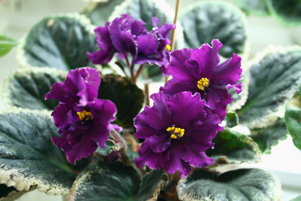 Ян-Талисман от Наташи Скороход