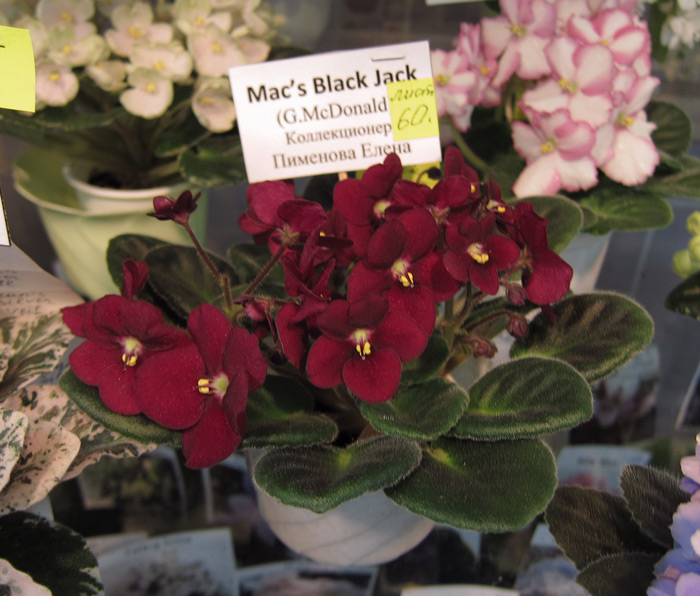 Mac's-Black-Jack-(Пименова).jpg