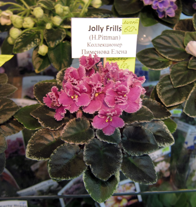 Jolly-Frills-(Пименова).jpg