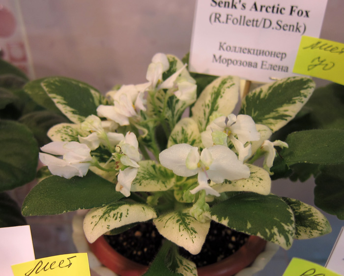 Senk's-Arctic-Fox (Морозова).jpg