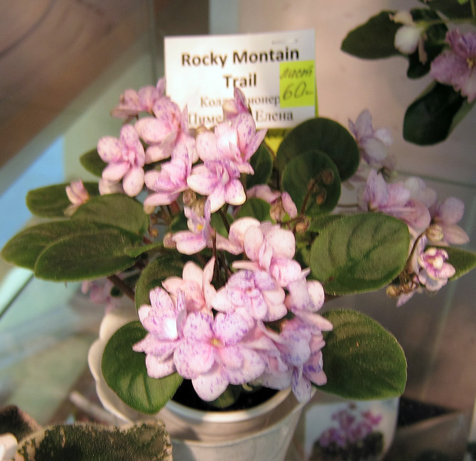 Rocky-Mountain-Trail-(Пименова).jpg
