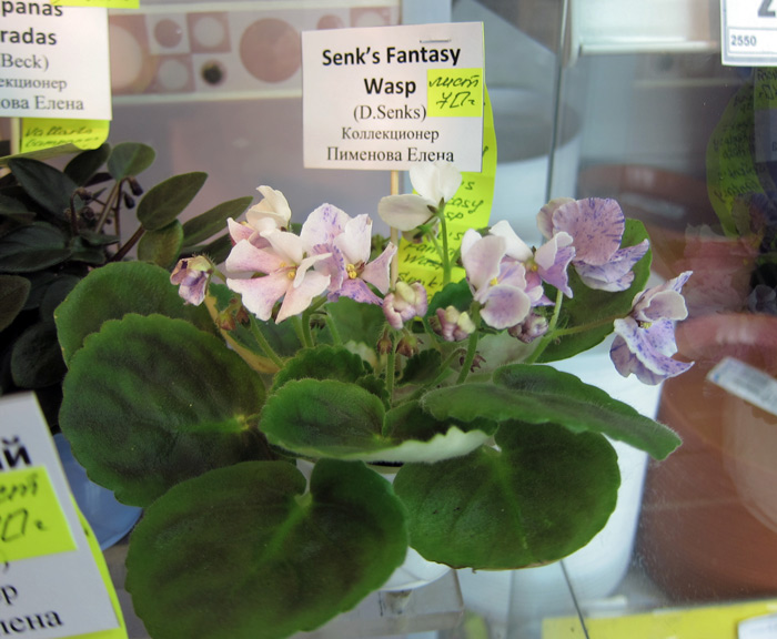 Senk's-Fantasy-Wasp-(Пименова).jpg