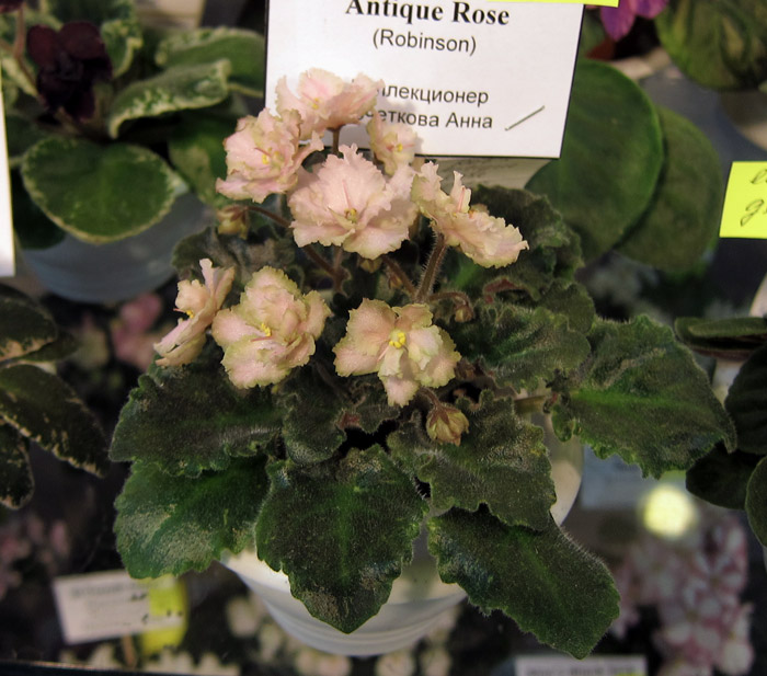 Rob's-Antique-Rose-(Кочеткова).jpg
