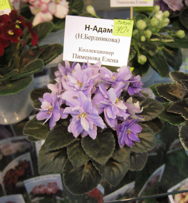 Н-Адам-(Пименова).jpg