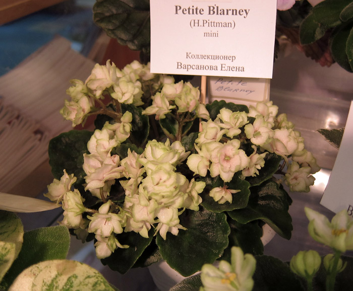 Petite-Blarney-(Варсанова).jpg