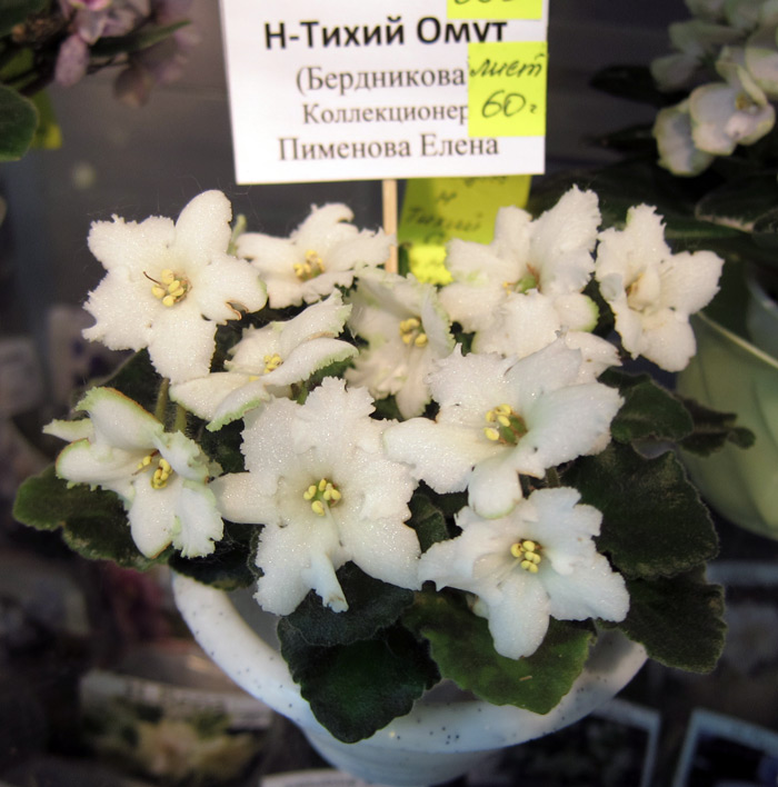 Н-Тихий-Омут-(Пименова).jpg