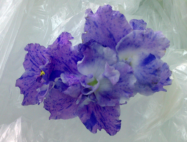АЕ-Синий-Мотылёк.jpg