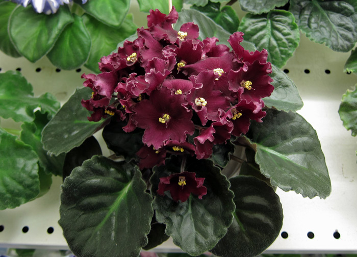 Lyon's-Red-Rocket.jpg