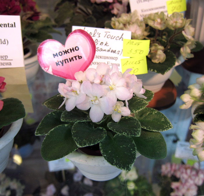 Shirl's-Touch-o'-Pink.jpg
