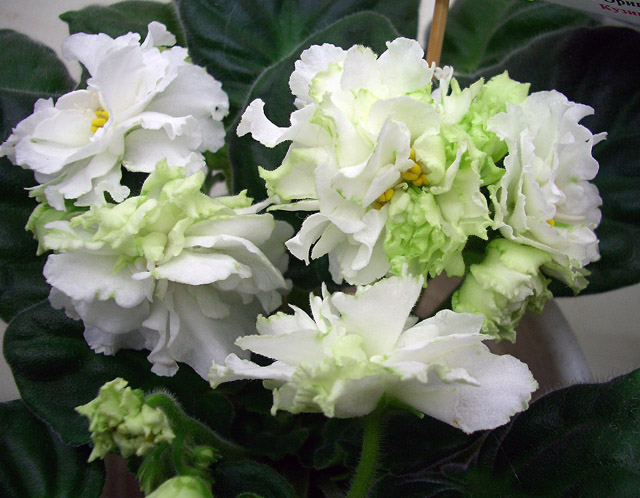 ЛЕ-Оригами Т.Кузина.JPG
