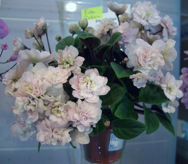 Pink Mint А.Кузнецов.JPG