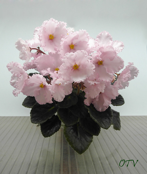 Prima Pink