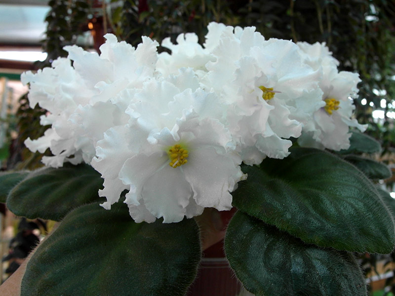 Arctic Frost (S. Sorano)