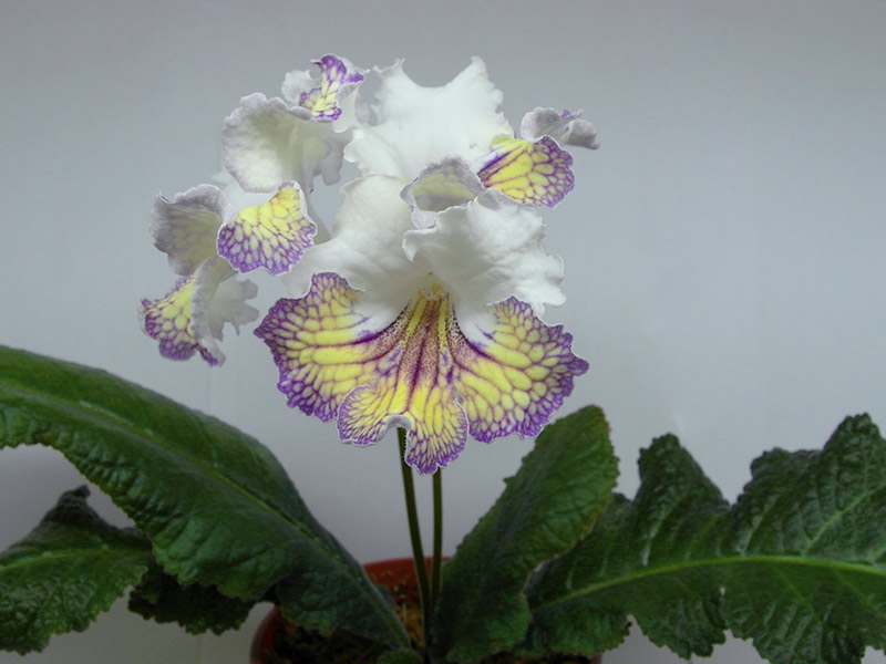 Ambra