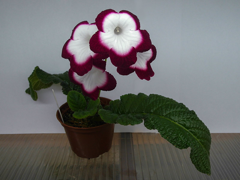 Fleischle Roulette Cherry