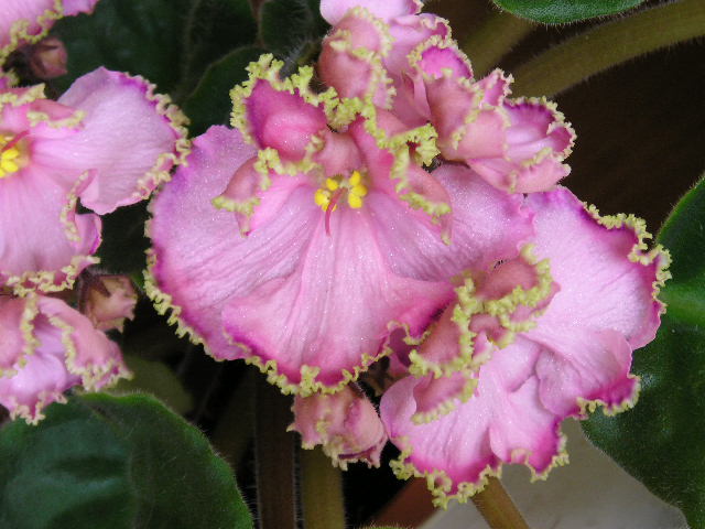 Улыбка Русалки (Морев)