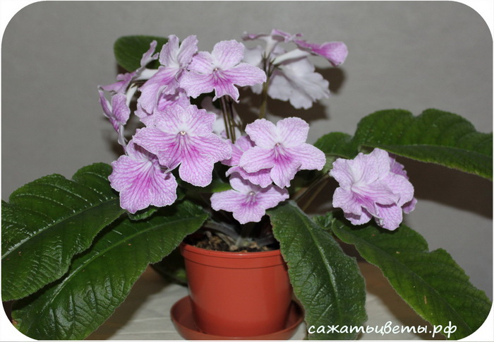 Стрептокарпус, Northwoods Frosted Pink Web