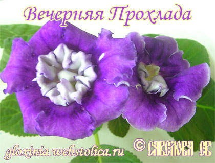 Вечерняя-Прохлада-полумахр-45к.jpg