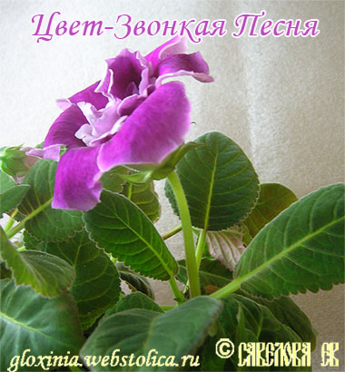 Цвет-Звонкая-Песня-цветонос-49к.jpg