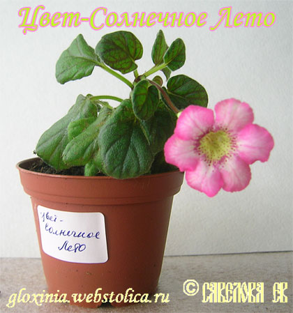 Цвет-Солнечное-Лето+-48к.jpg
