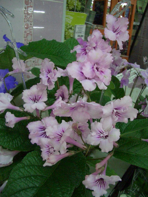 CIMG0136.JPG