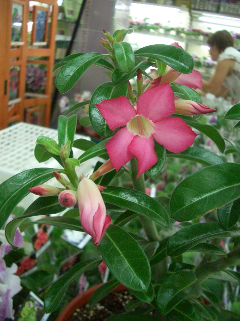 CIMG0135.JPG