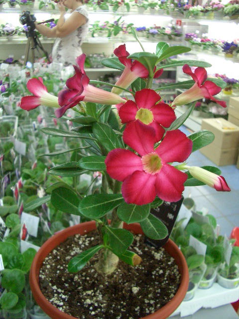 CIMG0134.JPG