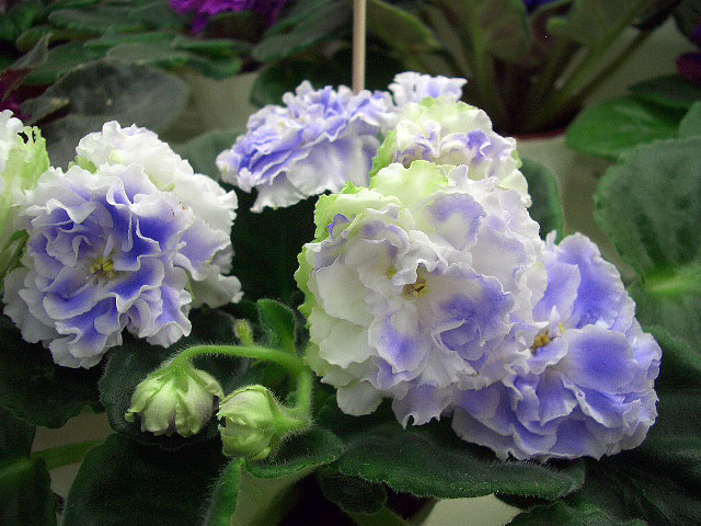CIMG0118.JPG