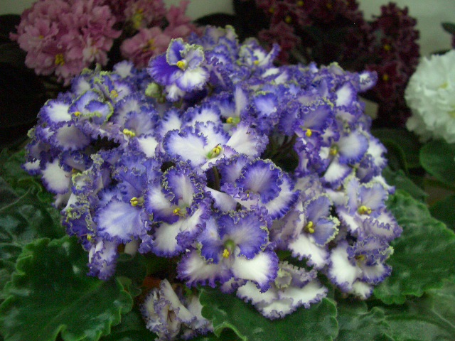 CIMG0125.JPG